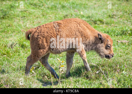 Büffel Kalb Wandern auf grünem Gras Stockfoto