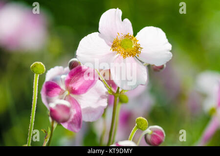 Japanische Anemone blass rosa Blume, Nahaufnahme Stockfoto