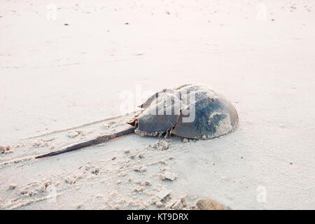 Horseshoe crab zurück ins Meer krabbeln auf dem Strand an der Delaware Bay bei Sonnenaufgang Stockfoto