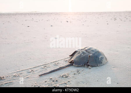 Horseshoe crab zurück ins Meer krabbeln auf dem Strand an der Delaware Bay bei Sonnenaufgang Stockfoto