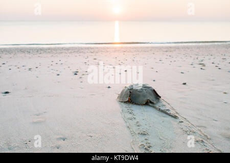 Horseshoe crab zurück ins Meer krabbeln auf dem Strand an der Delaware Bay bei Sonnenaufgang Stockfoto