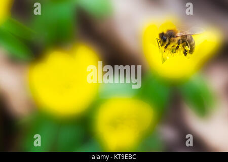 Frühjahrsblüher Winterling mit Biene Stockfoto