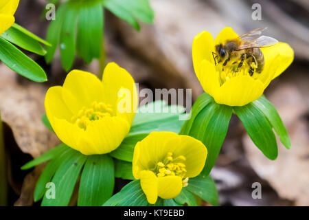 Frühjahrsblüher Winterling mit Biene Stockfoto