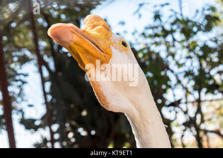 Kopf einer weißen chinesischen Gans Stockfoto