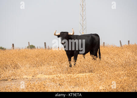 Wie ein wilder Stier in der Landschaft Stockfoto