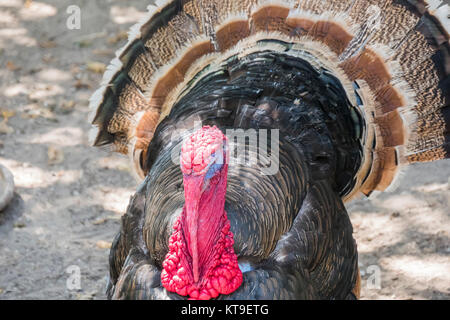 Wilder Truthahn (Meleagris Gallopavo) Stockfoto