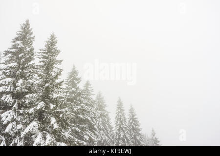 Verschneiten und zugefrorenen Tannen in einer nebligen Atmosphäre mit einem großen und klaren kopieren. Stockfoto