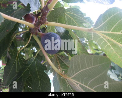 Reifen Reifen Abb. (Abb.) auf den Feigenbaum Stockfoto