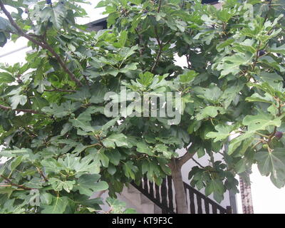 Reifen Feigen (reifen Feigen) auf den Feigenbaum im Orchard Stockfoto