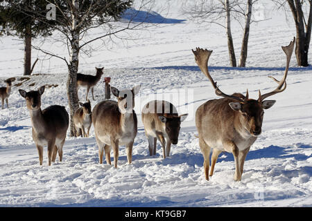 Damwild im Schnee. Damhirsch mit Geweih und Mutterkühe im Schnee Stockfoto