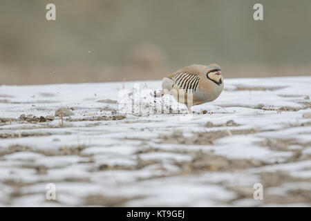 Die Chukar Partridge (alectoris Chukar) im Schnee in Hemis Nationalpark, Ladakh, Indien Stockfoto