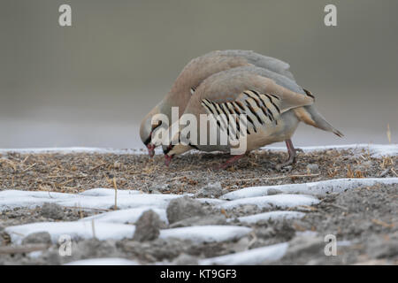 Die Chukar Partridge (alectoris Chukar) im Schnee in Hemis Nationalpark, Ladakh, Indien Stockfoto