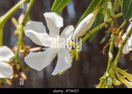 Weiße Blume Nerium oleander Stockfoto