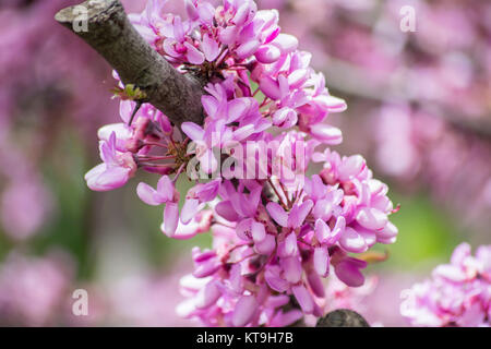 Blume der Judasbaum (Cercis Siliquastrum) Stockfoto