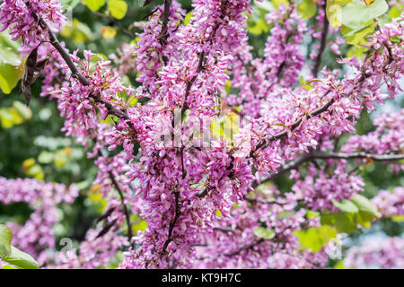 Blume der Judasbaum (Cercis Siliquastrum) Stockfoto