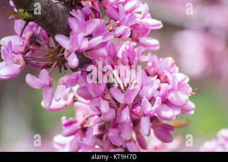 Blume der Judasbaum (Cercis Siliquastrum) Stockfoto
