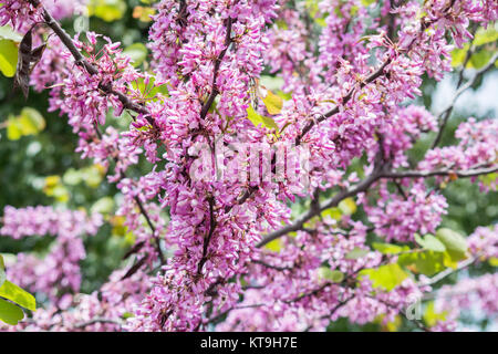 Blume der Judasbaum (Cercis Siliquastrum) Stockfoto
