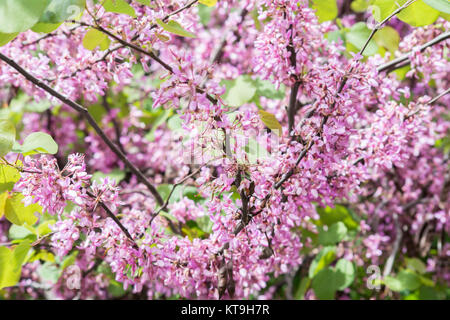Blume der Judasbaum (Cercis Siliquastrum) Stockfoto