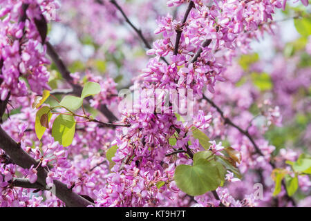 Blume der Judasbaum (Cercis Siliquastrum) Stockfoto