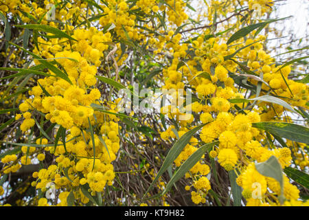 Acacia Dealbata Blume (Silber-Akazie, blaue Flechtwerk oder Mimosa) Stockfoto