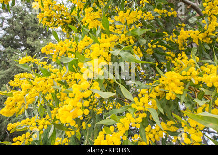 Acacia Dealbata Blume (Silber-Akazie, blaue Flechtwerk oder Mimosa) Stockfoto