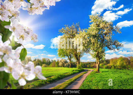 Ein Paradies im Frühling, idyllischen Landschaft mit Blüten, Bäume, Wiese, blauer Himmel und Sonne Stockfoto