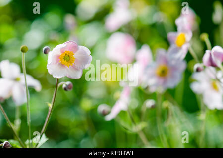 Japanische Anemone blass rosa Blume, Nahaufnahme Stockfoto