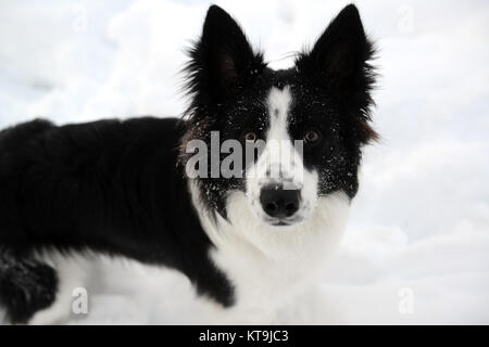 Border Collie Hund im Schnee 2017 Stockfoto