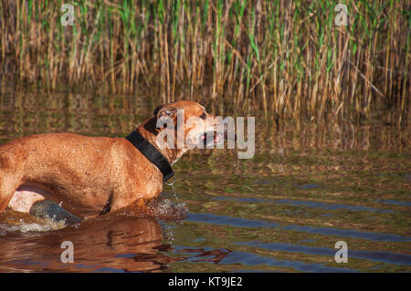 American Pit Bulls im Wasser läuft Stockfoto