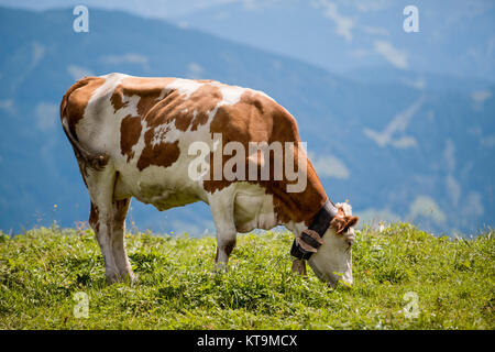 Kühe in den europäischen Alpen in Österreich Mühlbach bin glücklich, dass Braun und weiß gefleckt Hochkönig bei Salzburg Stockfoto