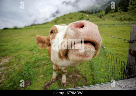 Kühe in den europäischen Alpen in Österreich Mühlbach bin glücklich, dass Braun und weiß gefleckt Hochkönig bei Salzburg Stockfoto