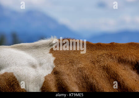 Kühe in den europäischen Alpen in Österreich Mühlbach bin glücklich, dass Braun und weiß gefleckt Hochkönig bei Salzburg Stockfoto