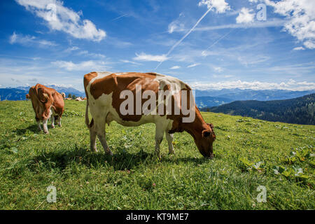 Kühe in den europäischen Alpen in Österreich Mühlbach bin glücklich, dass Braun und weiß gefleckt Hochkönig bei Salzburg Stockfoto