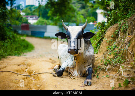 Asiatische Kuh liegen auf Sand auf Green Farm Hintergrund Stockfoto