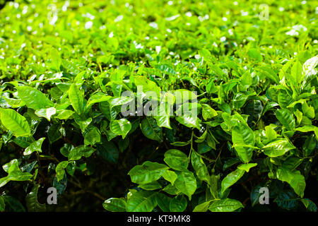 Teeplantagen mit großen Bush im Vordergrund. Stockfoto