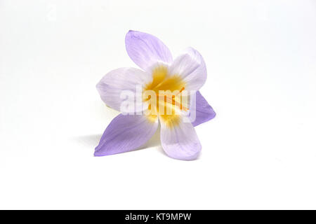 Wilde Krokusse auf weißem Hintergrund Stockfoto