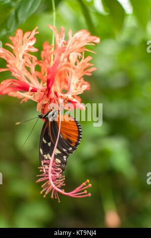 Ein Tiger longwing Schmetterling trinken Nektar von einer Blume Stockfoto