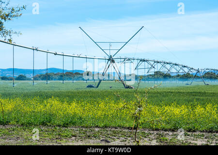 Industrielle Bewässerung von Pflanzen Stockfoto