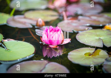 Lotus Water Lilly spiegelt gegen Teich, Richmond, Yorkshire, England Stockfoto