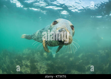 Diver interagiert mit grauer Dichtung unter Wasser in die Farne Islands, England Stockfoto