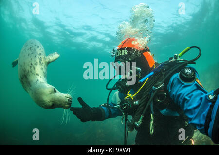 Diver interagiert mit grauer Dichtung unter Wasser in die Farne Islands, England Stockfoto