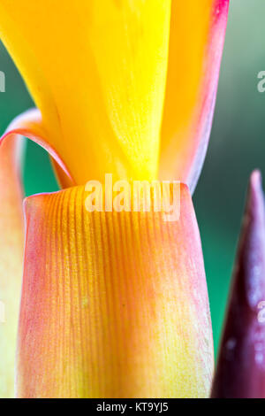 Nahaufnahme der goldenen Blütenblätter von saka Siri (Canna indica) Stockfoto