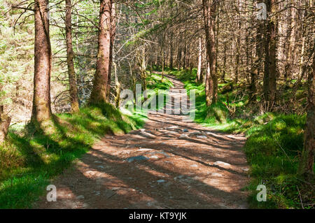 Zu Fuß durch den Wald entlang der West Highland Way, Schottland Stockfoto