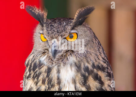 Die eurasische Adler-Eule (Bubo Bubo) Stockfoto