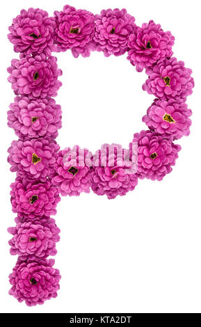 Buchstabe P, Alphabet aus Blumen von Chrysantheme, auf weißem Hintergrund Stockfoto