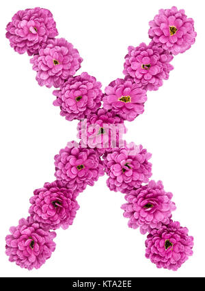 Buchstabe X, Alphabet aus Blumen von Chrysantheme, auf weißem Hintergrund Stockfoto