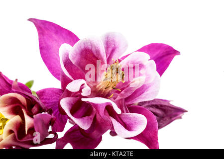 Lila Blüten der Aquilegia vulgaris auf weißem Hintergrund Stockfoto