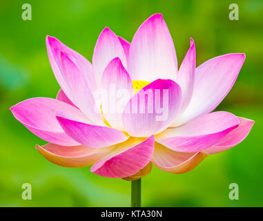 Closeup Lotus Flower Stockfoto