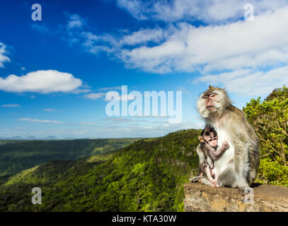 Affen in die Schluchten Aussichtspunkt. Mauritius. Stockfoto