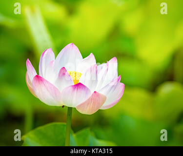 Closeup Lotus Flower Stockfoto